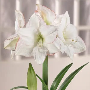 Bulb - Amaryllis 'Picotee' 34/36